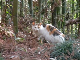 今日のにゃんこ