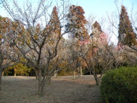 酒々井総合公園